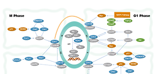 Cell Cycle/DNA Damage Related Signaling Pathway